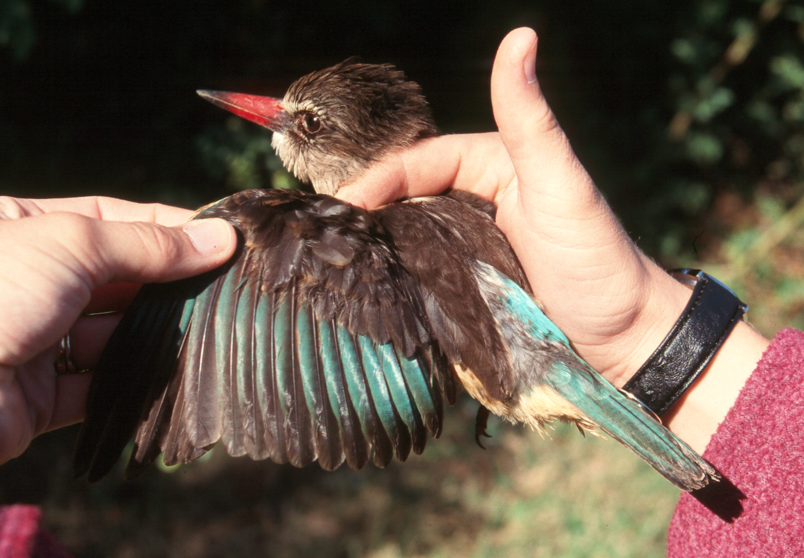 Brownhooded Kingfisher