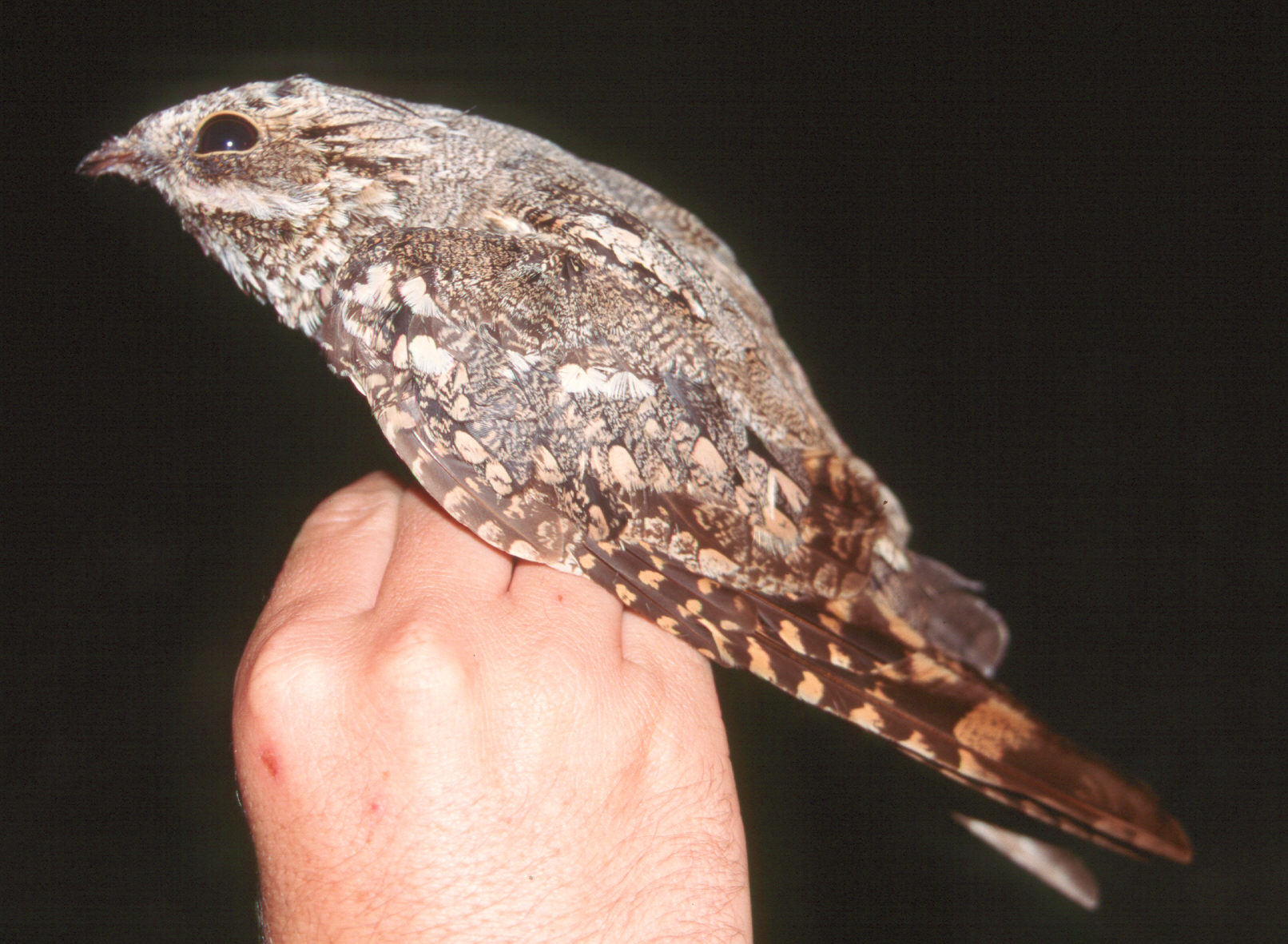 European Nightjar