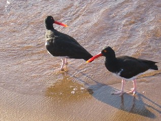 American Oyster Catcher