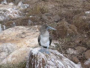 Blue Footed Booby