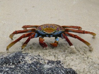 Beach Crab