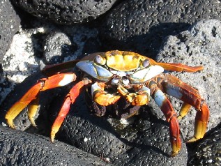 Crab!