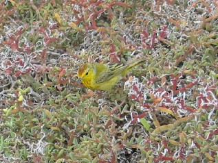 Finch