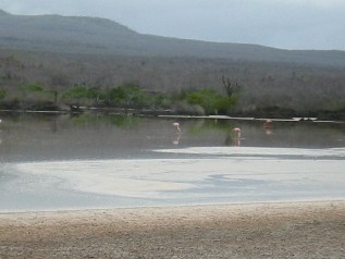Flamingoes