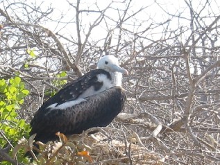 immature frigate bird