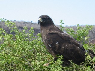 Hawk