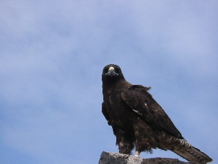 Another Hawk