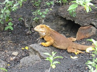 Male Land Iguana
