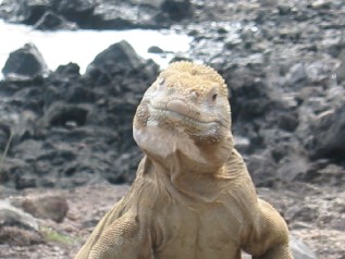 Reptiles