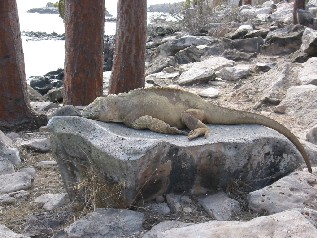 Sleeping Land Iguana