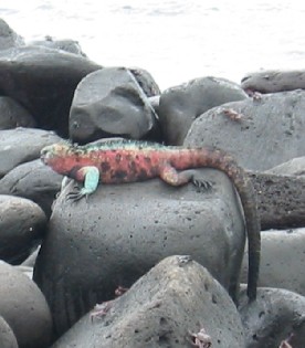 Marine Iguana