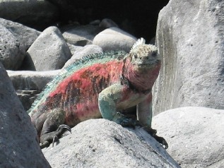 Marine Iguana - male