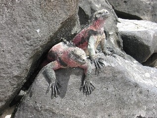 Mariine Iguanas