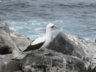 Masked Booby