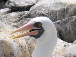 Masked Booby close-up