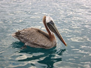 Pelican