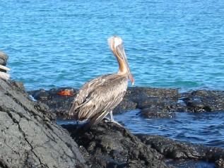 Pelican Again