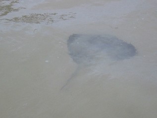 Ray Under Water