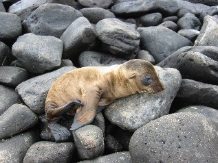 Baby napping
