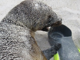 flipper