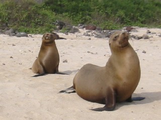 Sealions
