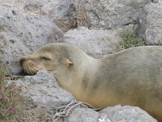 Sealion Sleeping