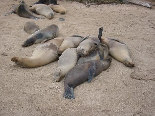 Family Sleeping