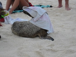 Does this make me look fat?