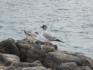 Swallow Tailed Seagull