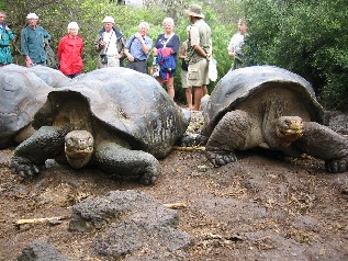 Turtles @ Charles Darwin Station