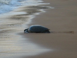 Turtle Beach