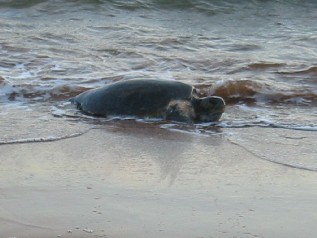 Turtle Surf
