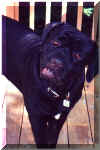 Luigi again ( we liked Luigi )