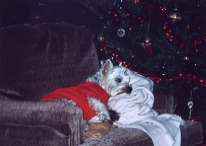 Kelsey relaxing in her red sweatshirt last Christmas