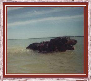 [ Image: Peanut swimin in lake - summer 1999 ]