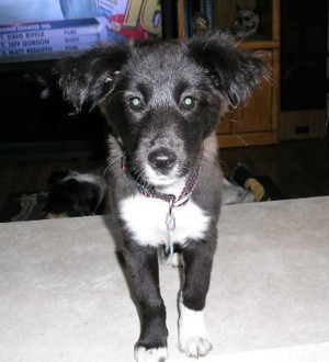 Duster 5/13/2006 Almost 3 months old