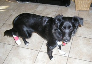 11/02/06 - I hurt my foot and needed stitches.&nbsp; 8 months old
