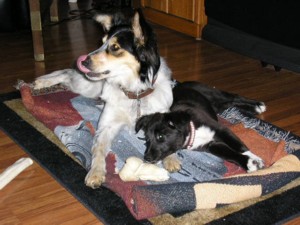 Maybe Feather will share this bone with me.