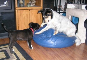 04/27/06 - Duster wants Feather's Bone