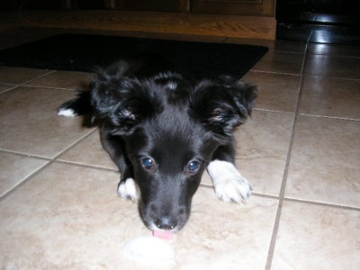 Duster's Baby Picture 04/23/06 - 2 months old