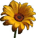 I love flowers.