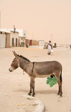 ane en chaleur