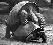 Tortues des Galapagos 