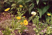 15_Brookside-10