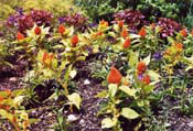 16_Brookside-11