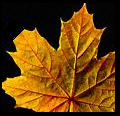 Leaves In Autumn