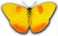 Butterfly - Assorted