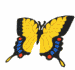 Butterfly Information Page