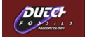 Dutchfossils Museum JDI The Netherlands