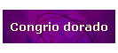 Congrio dorado